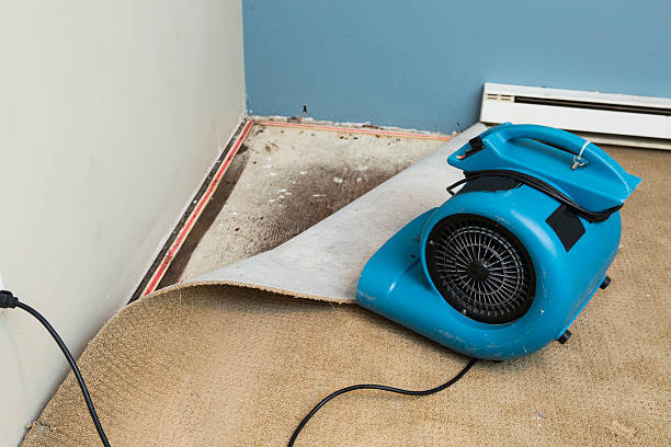Best Flood damage cleanup  in Cave City, KY